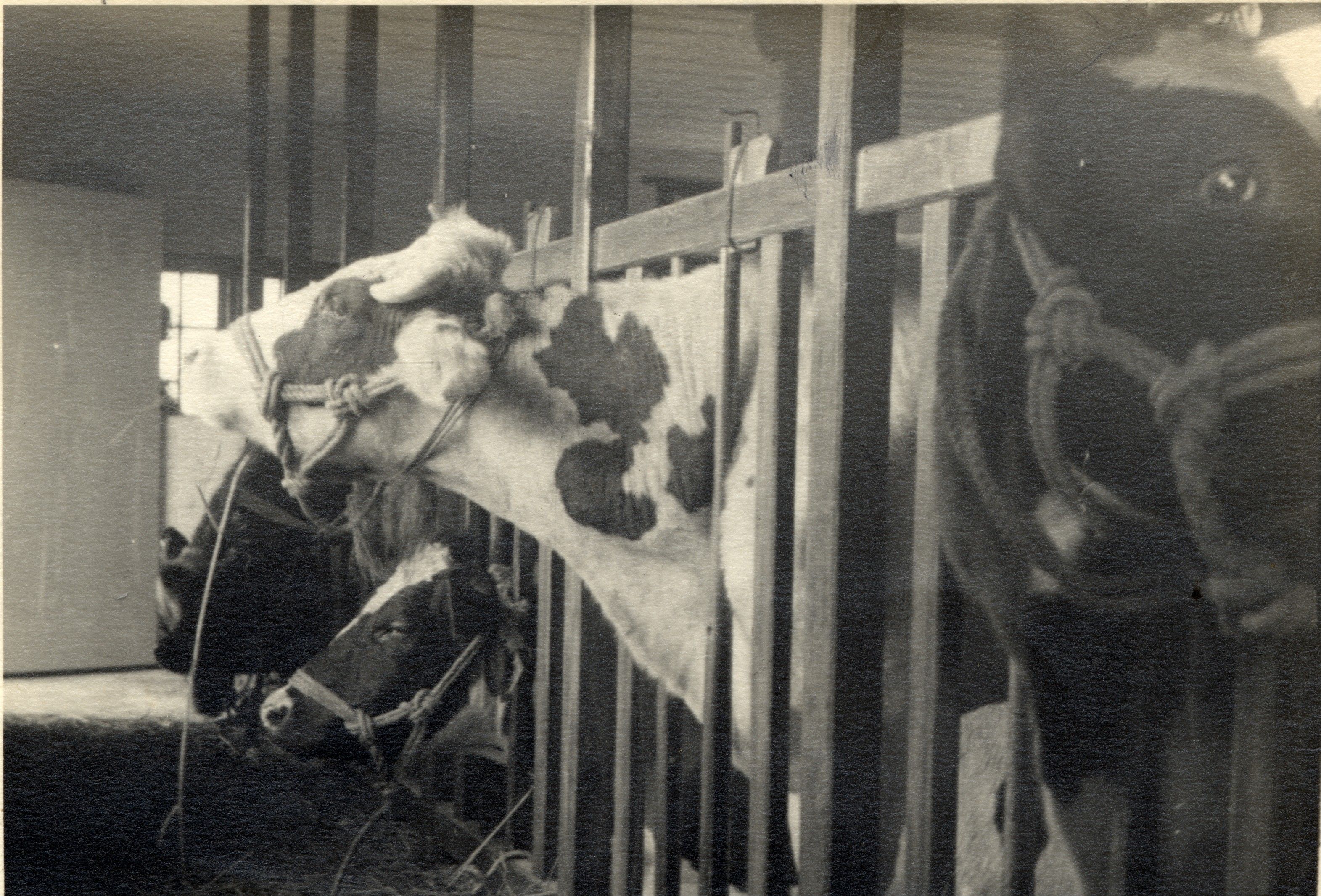 Mme. Chiang's prize dairy cattle at WCUU, 1939 (Yale Divinity Archives 12378404).