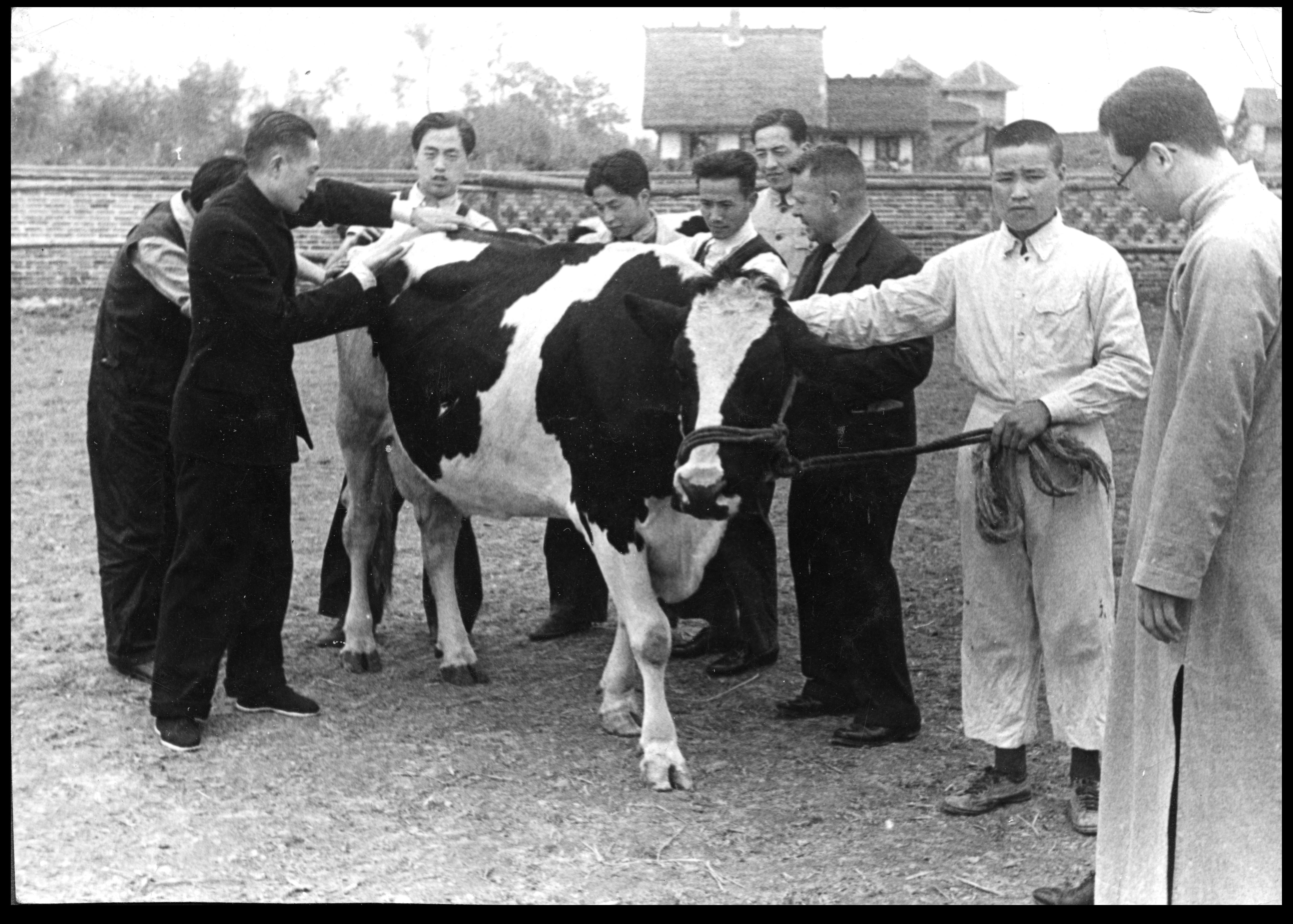 Canadian missionary Frank Dickenson and Ho Beh-hen, Director Szechuan Provincial Reconstruction Bureau, teaching how to judge dairy cattle.